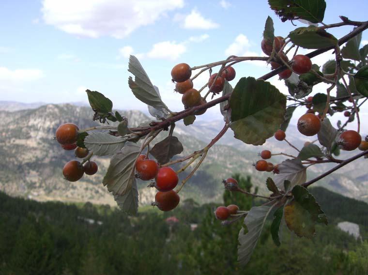 (Foto: S. ERBAŞ) Şekil 1.8.