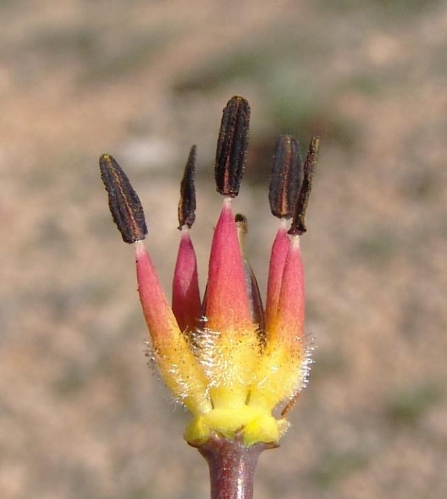 İ. Eker / Bağbahçe Bilim Dergisi 6(2) 2019: 1-9 2 Tulipa cinsi ayırt edici morfolojik özellikler bakımından fakir bir cins olup, altcins Eriostemones (Boiss.) Raamsd.