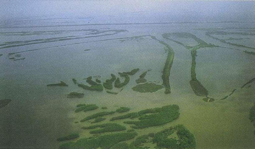 Bitki şeritleri, Mississippi deltasının dış kısmında taşkınlar sonucu oluşan çok sayıdaki doğal kanal bariyerini (natural