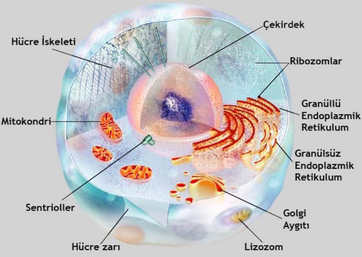 HASTA/YARALININ DEĞERLENDİRİLMESİ Hücre İnsan vücudunun temel yapı taşıdır. Vücutta yüz milyar kadar hücre bulunmaktadır. Hücre, hücre zarı, hücre sıvısı ve çekirdekten oluşmuştur.