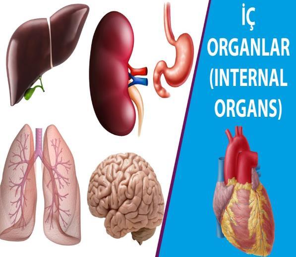 HASTA/YARALININ DEĞERLENDİRİLMESİ Organlar Çeşitli doku tipleri bir araya gelerek akciğer, böbrek gibi kendilerine özgün işlevleri olan organları oluştururlar.