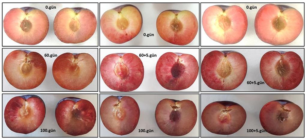 Etkilerinin İncelenmesi Şekil 1. Black Diamond erik çeşidinde depolamanın farklı günlerine ait görüntüler. Figure 1. The images of different storage days in plum cv. Black Diamond. Şekil 2.