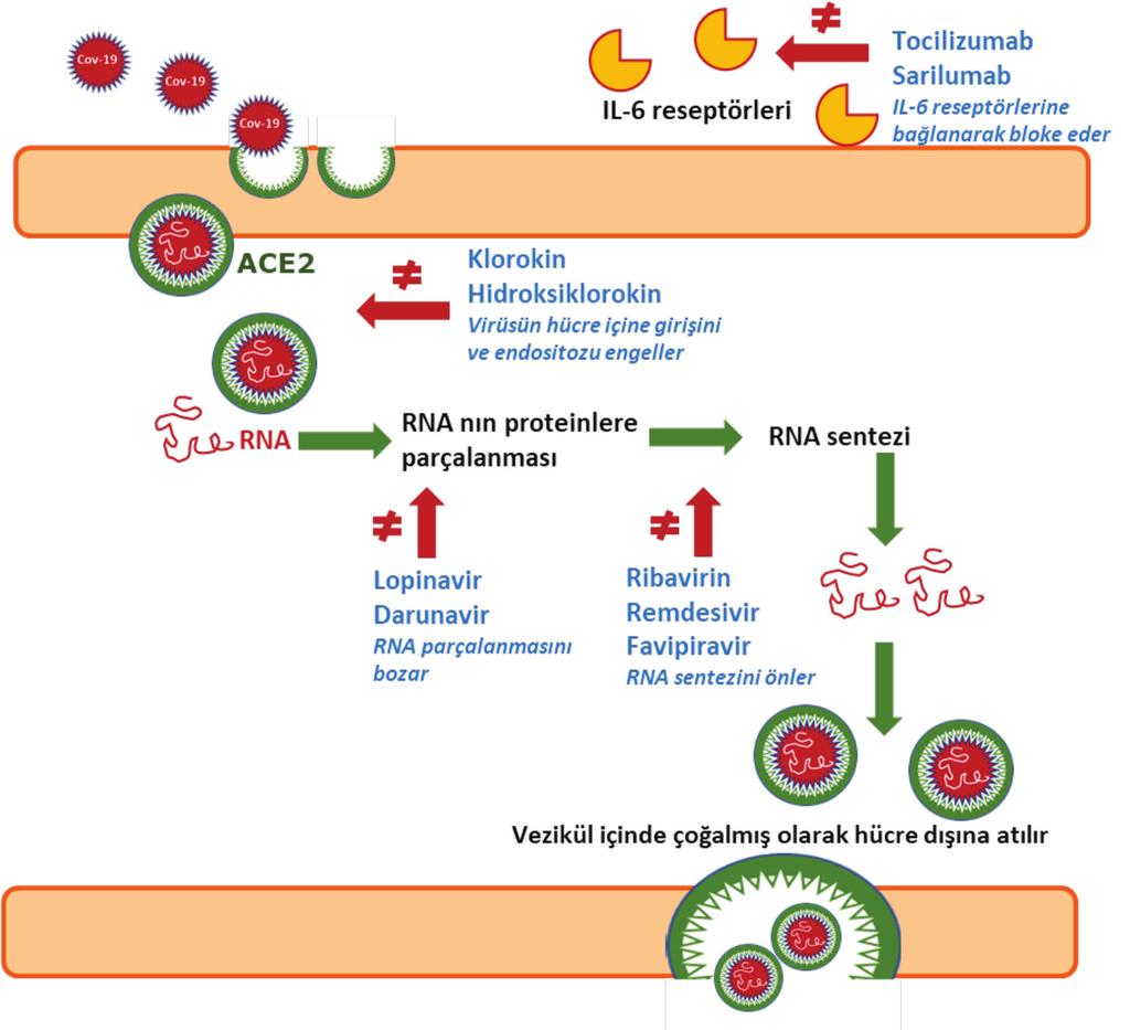 COVID-19 pandemisi ve kardiyovasküler hastalıklar konusunda bilinmesi gerekenler 67 Şekil 3. Enfeksiyon için kullanılan ilaçların etki noktaları (Kaynak 16 ve 27 den uyarlanmıştır).
