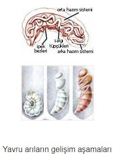 Yukarda, bakımı başka canlılar tarafından sağlanan arı larvalarının anatomik yapıları görülmektedir.