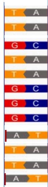 eşlenen bir DNA parçasının yeni oluşan