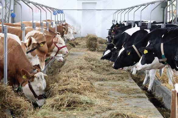 Süt Sığırcılığında BESLEME El Kitabı Yemler ve Besin Maddeleri Düve Besleme Kuru Dönem Besleme Sağmal Besleme Bilinçli bir besleme için öncelikle süt sığırlarına