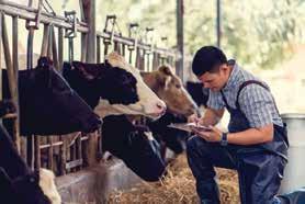 Sığırların İhtiyaç Duyduğu Besin Maddeleri Nelerdir ve Hangi Yemlerden Karşılanabilir? İneğinizin yediği Yemlerde Hangi Besin Maddeleri var,bu besin maddeleri ne işe yarar?