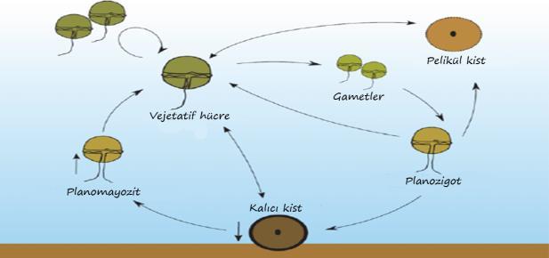 regions of the North Aegean Sea and the Mediterranean Sea will be predicted to predict future overreproduction events.