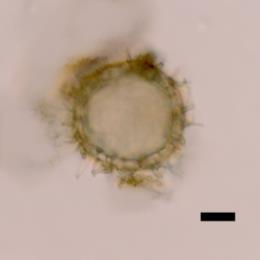 sedimentinde