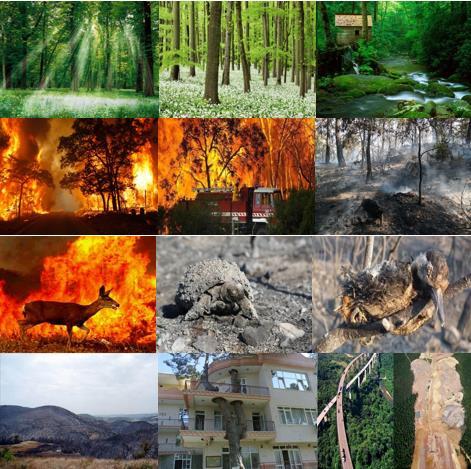 Şekil 2. Konu 1: Ormanların Korunması Konulu Görsel Öykü den bir kesit Yukarıdaki fotoğraflar incelendiğinde, bu görsel öykünün üç basamaktan oluştuğu anlaşılacaktır.