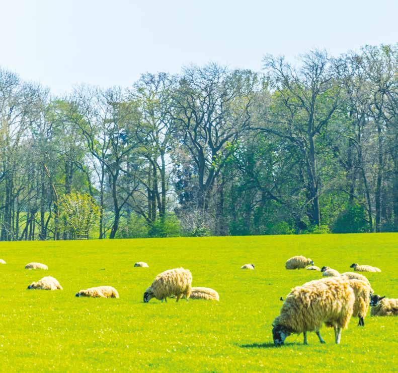 7-HAYVANSAL ÜRETİM Hayvansal üretim; hayvan bakımı, besleme, gütme, aşı, doğum ve kesim işlemlerin tamamını içeren çalışmadır. Bütün bu işler dikkatli ve özenle yapılması gerekir.