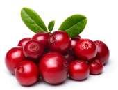 BİTKİSEL KORUMA KALKANINIZ: CRANBERRY ORGANİC HERBASOL EXTRACT GLYCERİNE SB YÜKSEK KALİTEDE BİTKİSEL EKSTRAKT VE DOĞAL FOSFOLİPİDLERİN LİDER ÜRETİCİSİ LİPOİD KOSMETİK; CRANBERRY ORGANİC HERBASOL