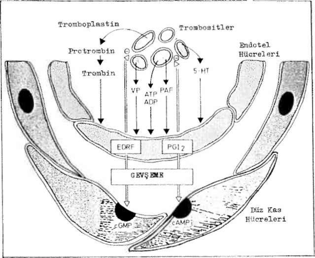 220 Şekil 5. Trombositlerden açığa çıkan maddelerin endotele etkileri.