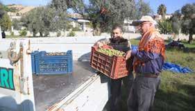 Günlük güneşlik bir sonbahar gününde tüm elemanlarımızla birlikte memecik zeytin tanelerini tek tek seçerek Milas yağlı zeytini yapmak için kasalara doldurduk.