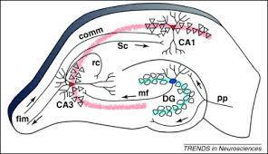 3 hipokampüs sırasıyla dentat girus (DG), CA3 ve CA1 kısımlarını içeren trisinaptik bir döngüden oluşur. ''CA'' latince koç boynuzu anlamına gelen Cornu amonisi temsil eder.