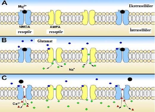 11 membran potansiyeli dinlenme potansiyeline yakınken magnezyumun NMDA reseptör kanalı boyunca iyon akışını bloklamasından kaynaklanır (73).
