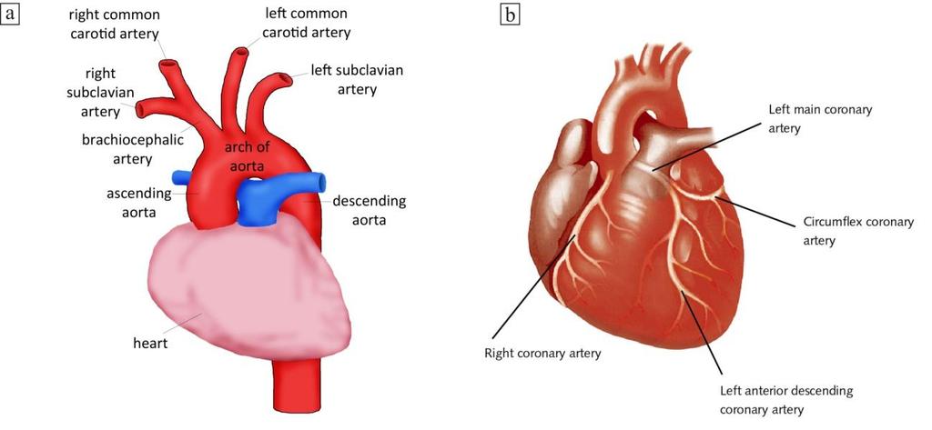 Additionally, bioprinting has its own challenges such as printing time and cell viability, limited number of biomaterials that can be used and biological and physical constraints.