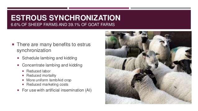 Prof.Dr. Ayhan BAŞTAN 362 Prof.Dr. Ayhan BAŞTAN 363 KOYUNLARDA ÖSTRUS SENKRONİZASYONU Östrüs senkronizasyonu östrusların istenilen zamana planlanması demektir.