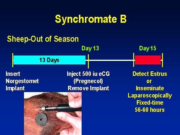 Norgestomet implant Uygula 500 IU ecg uygula ve implantı