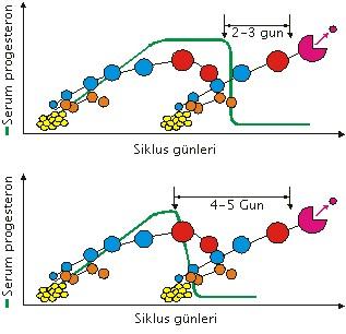 Ayhan BAŞTAN 297 Östrus Senkronizasyon Metotları CL un lizisine yönelik uygulamalar Uygulama 2 ana esasa dayanır; 1.