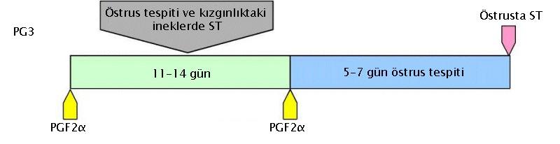 Prostaglandinlerin kullanıldığı protokollerde enjeksiyon zamanında ovaryumlardaki folliküler dalganın evresine