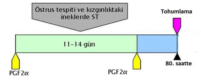 yapılabilir, ancak kızgınlığın görülmesiyle yapılması daha iyi sonuçlar verir.