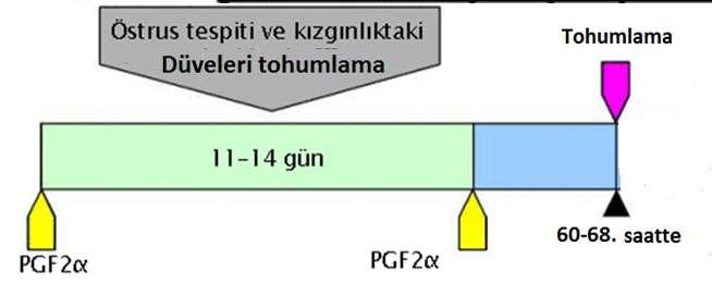 .  Ayhan BAŞTAN 306  Ayhan BAŞTAN 307 Siklusun 0-5.