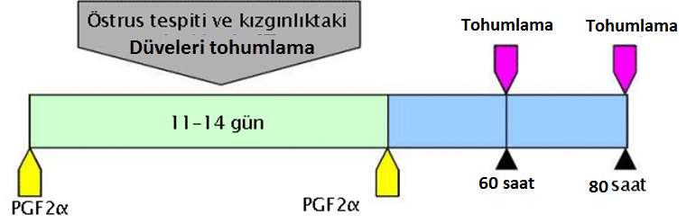 İlk enjeksiyonda siklusun proöstrus, östrus ve metöstrus dönemindeki ineklerin