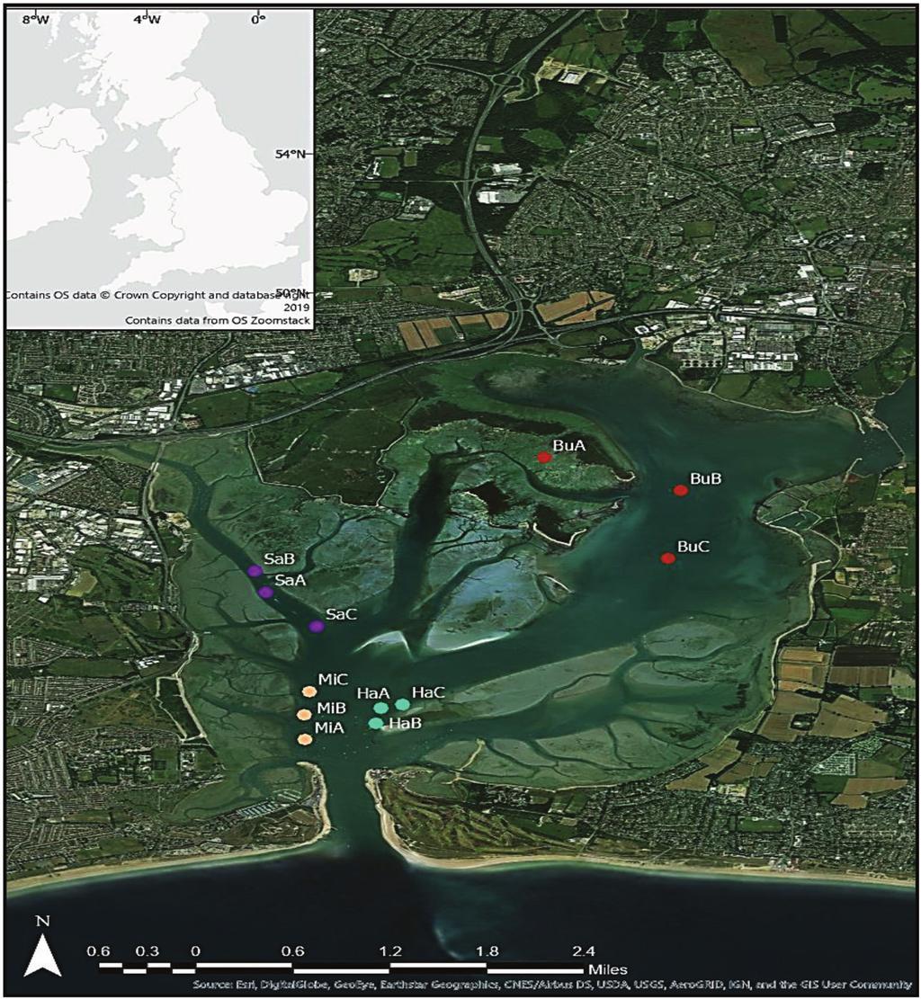 Materials and Methods Sampling Design of the Project The study was carried out along the channels of the inlet in 4 determined subtidal stations (Table 1) named as Budds, Hayling, Milton and Salterns