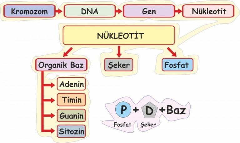 Nükleot t Yapısı Nükle k as tler yapıları çer s nde karbon (C), h drojen (H), oks jen (O) ve azot (N) ve fosfat (P) bulunduran ve hücre tarafından sentezlenen büyük organ k b leş klerd r.