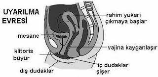 UYARILMA EVRESİ Kadında pelvise yayılan vazokonjesyon ile vaginal yağlanma ve dış genitallerde şişme yaşanır.