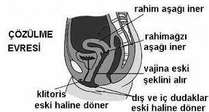 REZOLÜSYON (GEVŞEME EVRESİ) Bütün işlevlerin yavaş yavaş eski haline dönüşme evresidir.