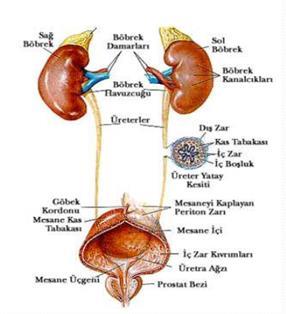 Üriner sistem Üriner sistem böbrekler, üreter, mesane(idrar kesesi) ve üretradan oluşur.