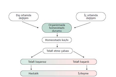 Homeostazis Tanımı ve Genel Prensipler Homeostazis Dış dünyanın değişimleri içerisinde iç çevrenin sabitliğinin sürdürülmesi