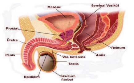 Şekil 2.2: Prostatın Anatomik Yerleşimi [25] 2.8.1.2 Seminal veziküller Seminal veziküller, mesanenin arka yüzü ile rektumun ön yüzüne komşudur.