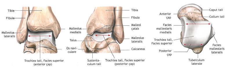 ekleminin stabilitesinin sağlanmasına destek olur. Ginglimus tipi eklem sayesinde ayak bileğinde dorsifleksiyon ve plantar fleksiyon hareketleri görülür (21, 27).