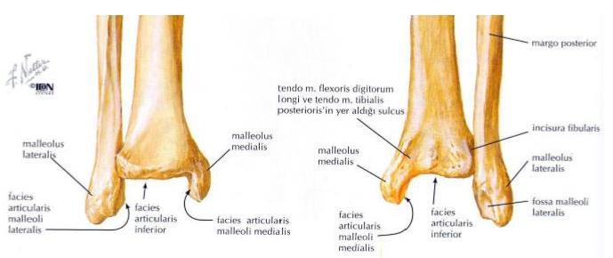 Plafondun medial taraftaki devamı medial malleol olarak isimlendirilir ve talus ile eklem yapar.