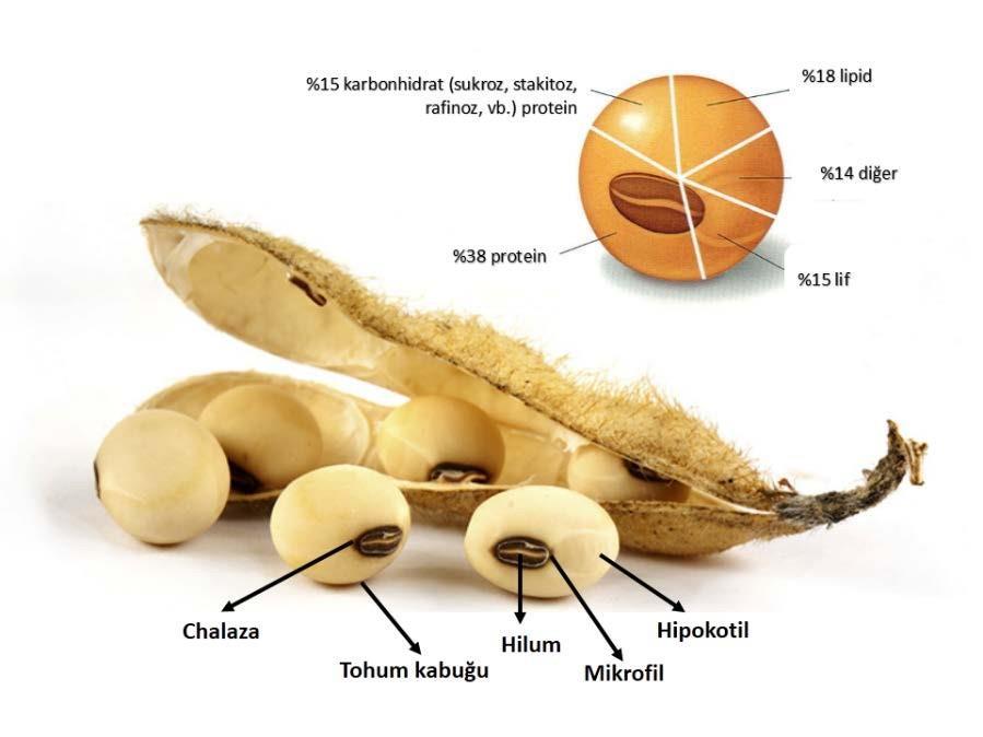 3. SOYA MORFOLOJİSİ Büyüklükleri farklılık gösteren soya fasulyesi tanelerinin şekli küreseldir (Monari 1987). Büyüklük, gelişme şartları ile varyeteye bağlı olarak değişmektedir.