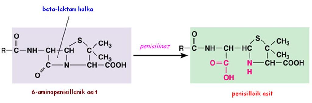 Genel özellikleri Beta-laktam halkasının beta-laktamazlarla parçalanması
