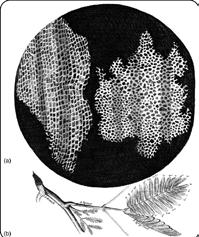şağıda yaprak, tükürük bezi ve düz kas hücrelerinin sahip olduğu bazı organeller, ve sembolleri ile gösterilmiştir.