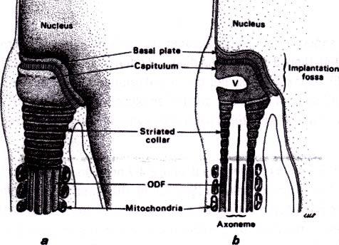 Sperm bağlantı parçası (Connecting piece): Sperm başı ile kuyruğu arasındaki kısa parçayı oluşturur (Şekil 2). Bölünmüş kolonlar ve yoğun fibröz yapıdan oluşmaktadır.