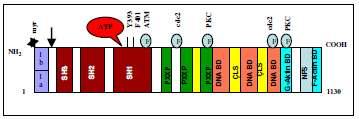 Bu gen 230 kb lık bir alan kaplamakta ve 11 ekzon içermektedir. Ekzonlar 5 tan sentromere doğru uzanmakta olup 1a ve 1b olarak adlandırılan 5 alternatif ekzon bulunmaktadır.