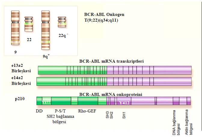 hastalarda daha çok, e19a2 füzyon genine bağlı p230 bcr-abl onkoproteini oluşur (Şekil-10).