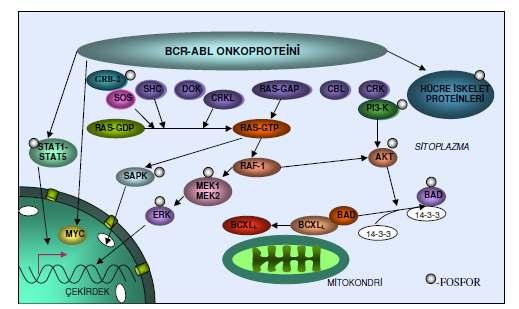 Şekil-11: Sinyal iletim yolları. BCR-ABL onkoproteininin hücresel etkileri çeşitli proteinlerle olan etkileşim sonucunda meydana gelir.