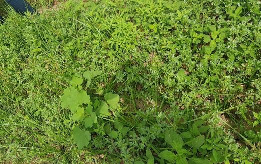 Different weed species detected in surveyed carrot fields in Hatay province.