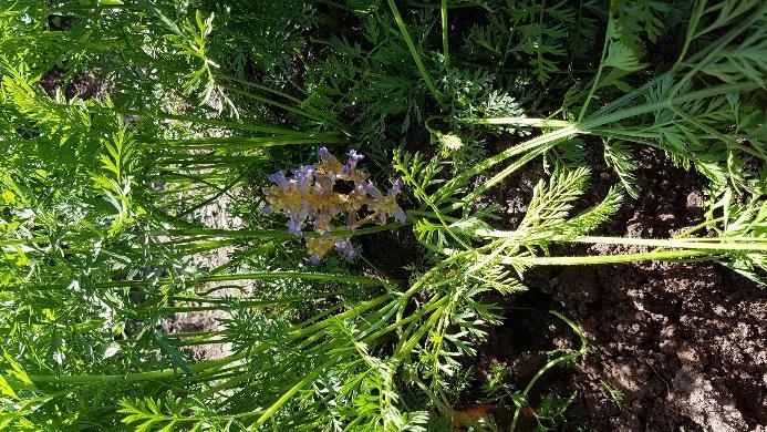 (D-F) Orobanche crenata (beyaz canavar otu) tarafından oluşturulan verim kaybı [ok] sağlıklı (E ve F) havuç meyvesi