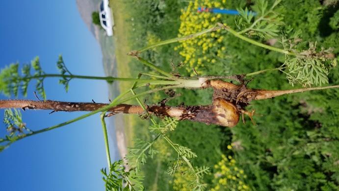 Parasitic weed species (A and B) Orobanche crenata (bean broomrape) and (C) Phelipanche ramosa (hemp broomrape) in