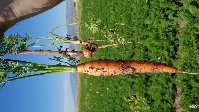 (D-F) Typical yield losses caused by Orobanche crenata as evident on affected carrot roots (arrows) comparison to