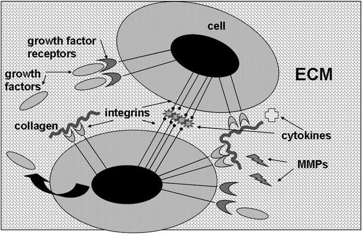 molekülleri, hücre içi yapılara ve sinyal yollarına bağlarlar. İntegrin reseptörleri yaraya hücre göçünde gereklidirler (Şekil 1.5) (Stupack, 2005).