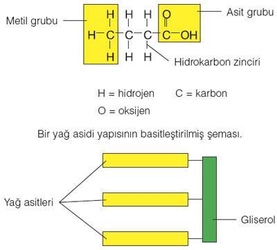 YAĞ ASİDİNİN